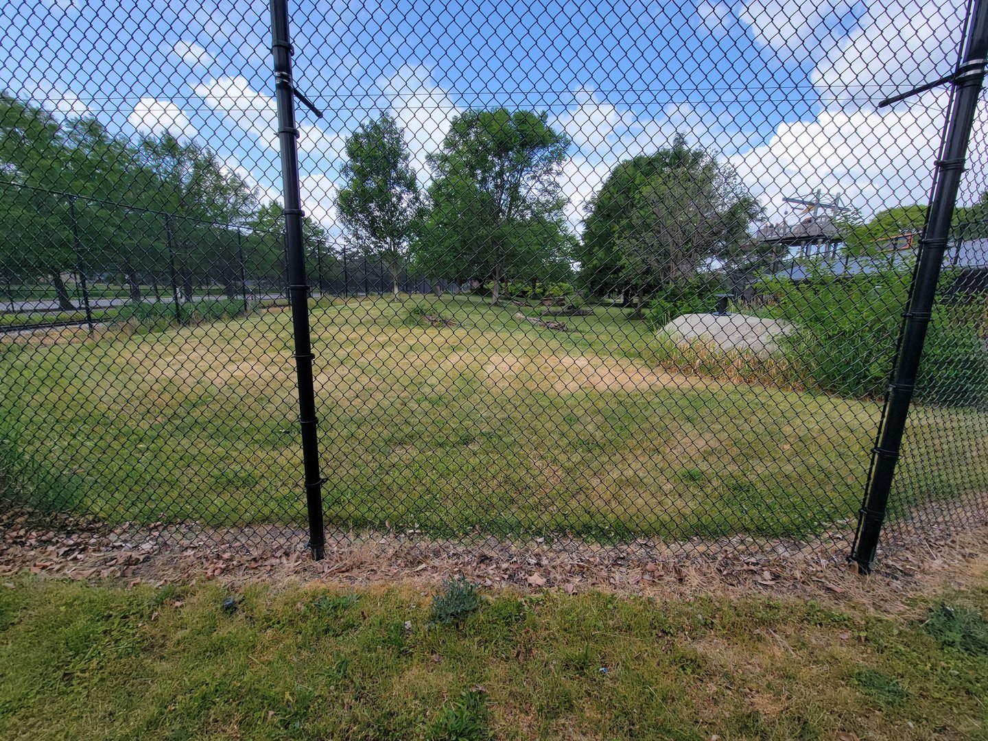 Toledo Zoo, Africa! - Cheetah yard from train