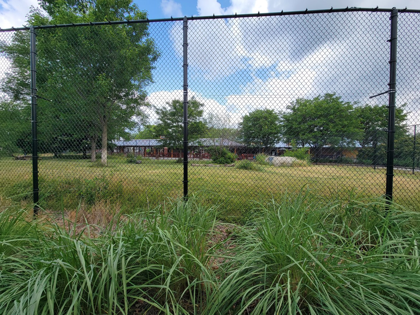 Toledo Zoo, Africa! - Cheetah yard from train