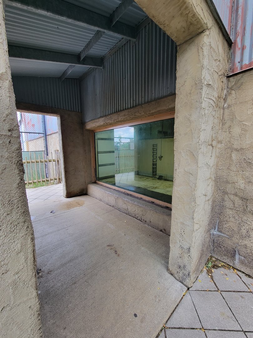 Toledo Zoo, Africa! - Indoor giraffe viewing