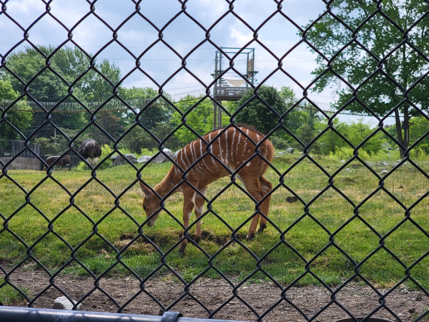Toledo Zoo, Africa! - Nyala calf in savannah, from train