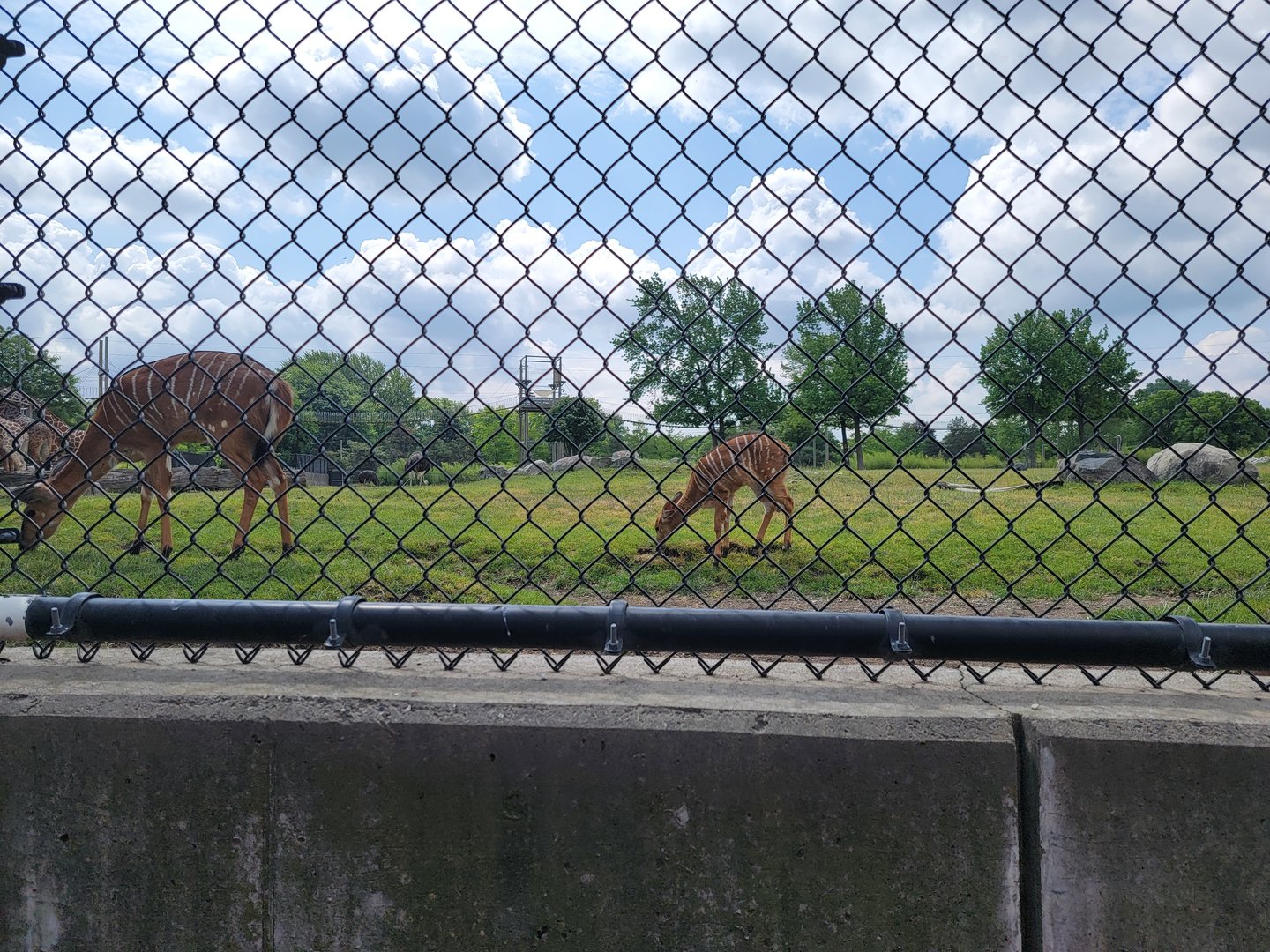 Toledo Zoo, Africa! - Nyala calf in savannah, from train