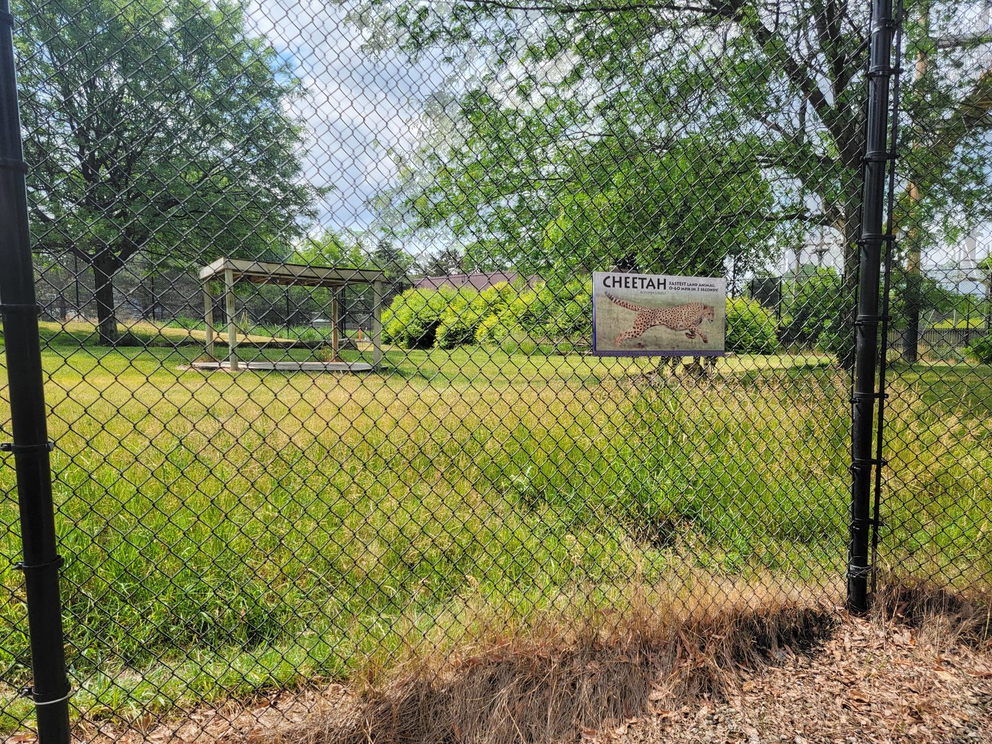 Toledo Zoo, Africa! - One little sign for the cheetahs :(