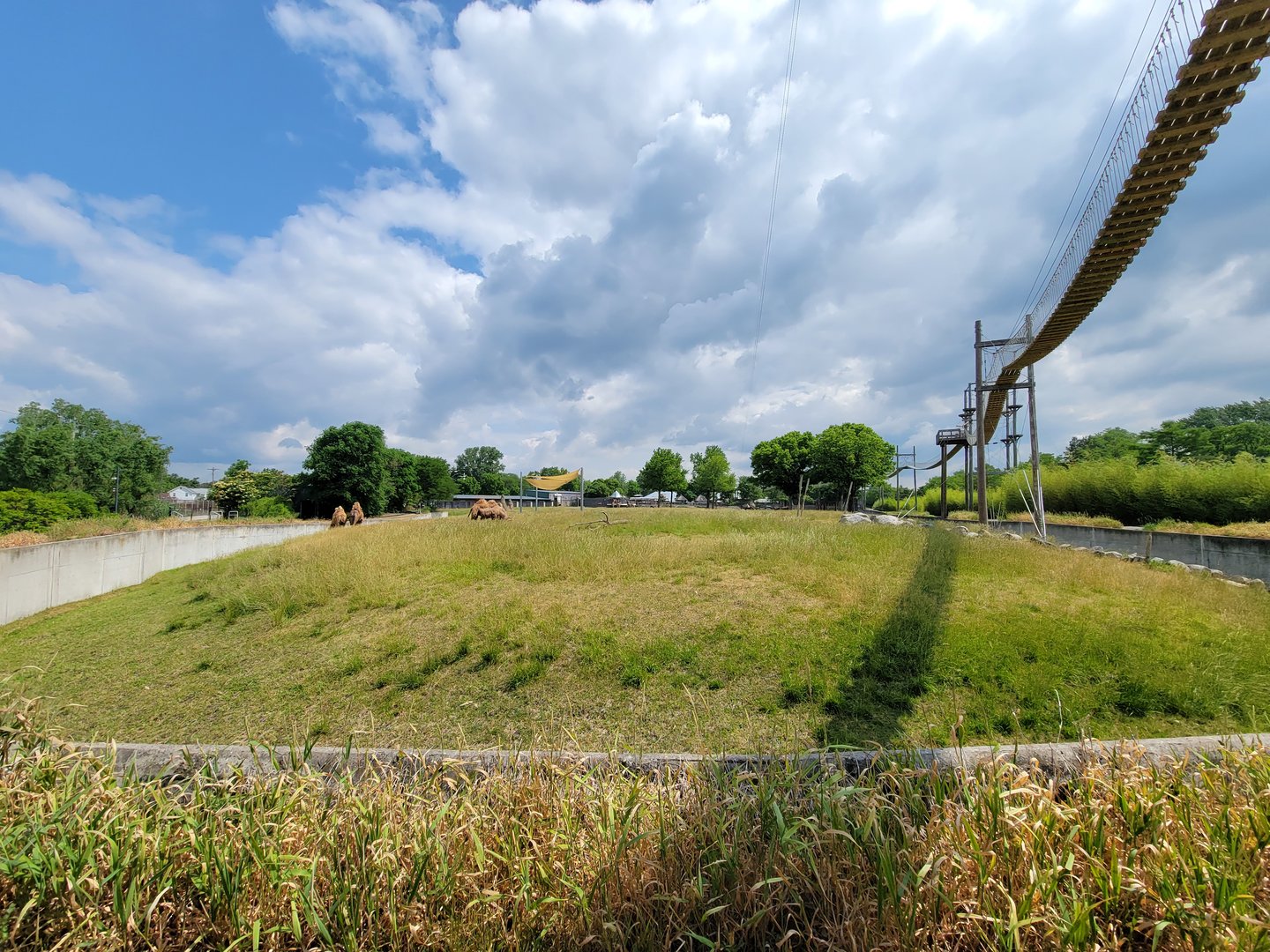 Toledo Zoo, Africa! - Savannah from train, Bactrian camels