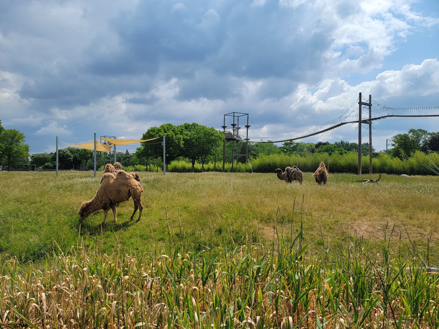 Toledo Zoo, Africa! - Savannah from train, Bactrian camels