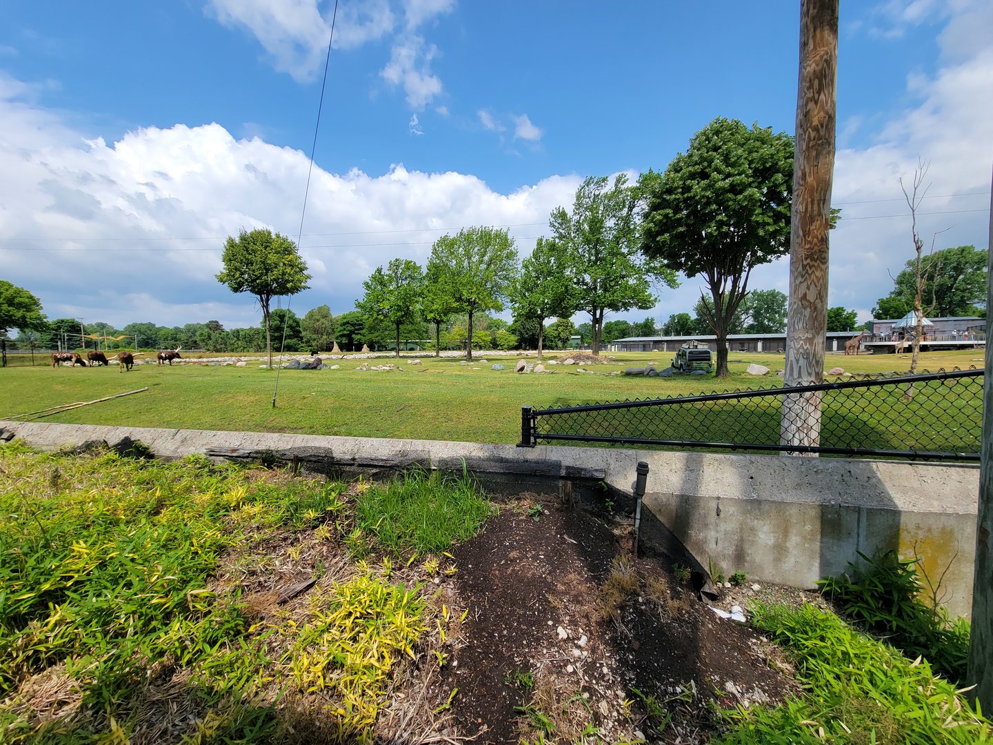 Toledo Zoo, Africa! - Savannah from train