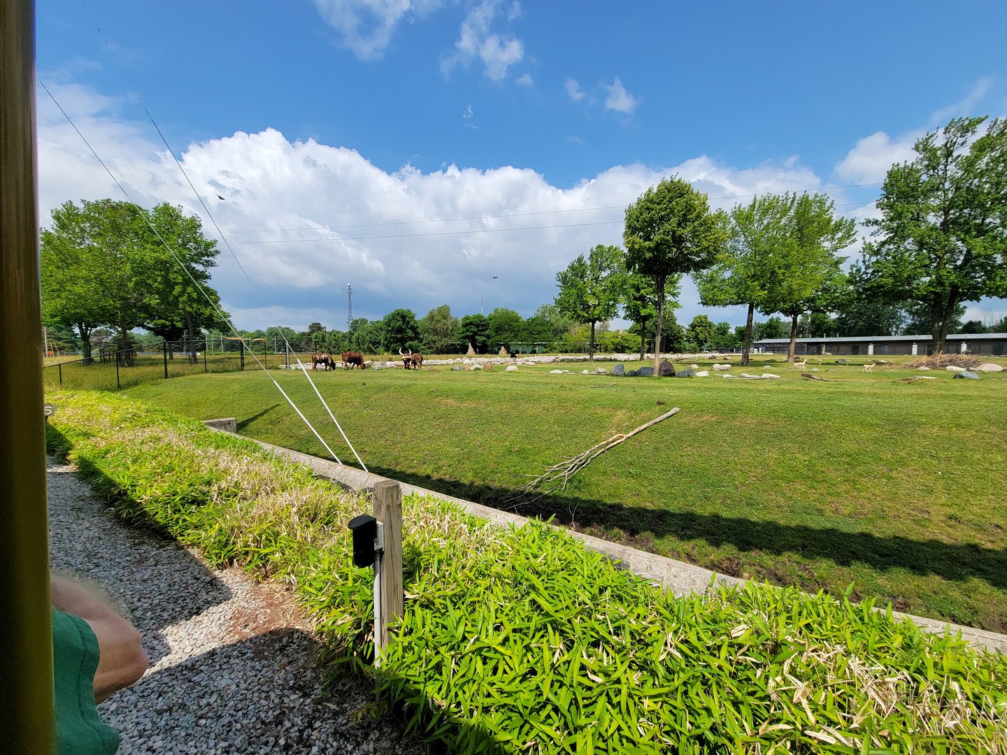 Toledo Zoo, Africa! - Savannah from train