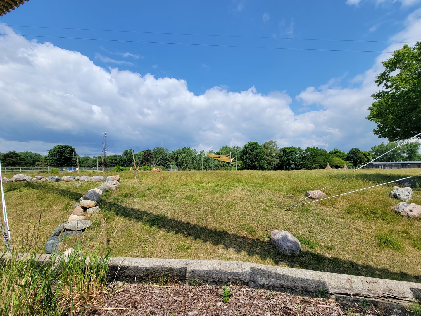 Toledo Zoo, Africa! - Savannah from train