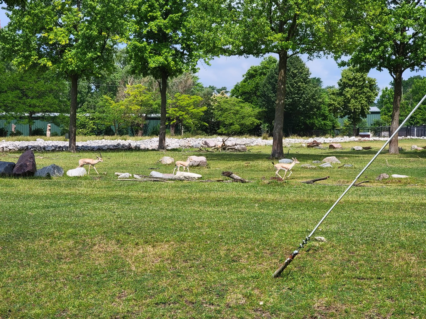 Toledo Zoo, Africa! - Slender-horned gazelles from train