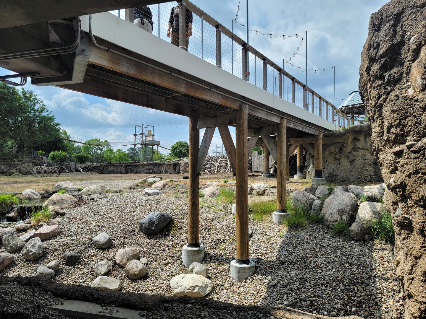 Toledo Zoo, Africa! - Zebra yard from train