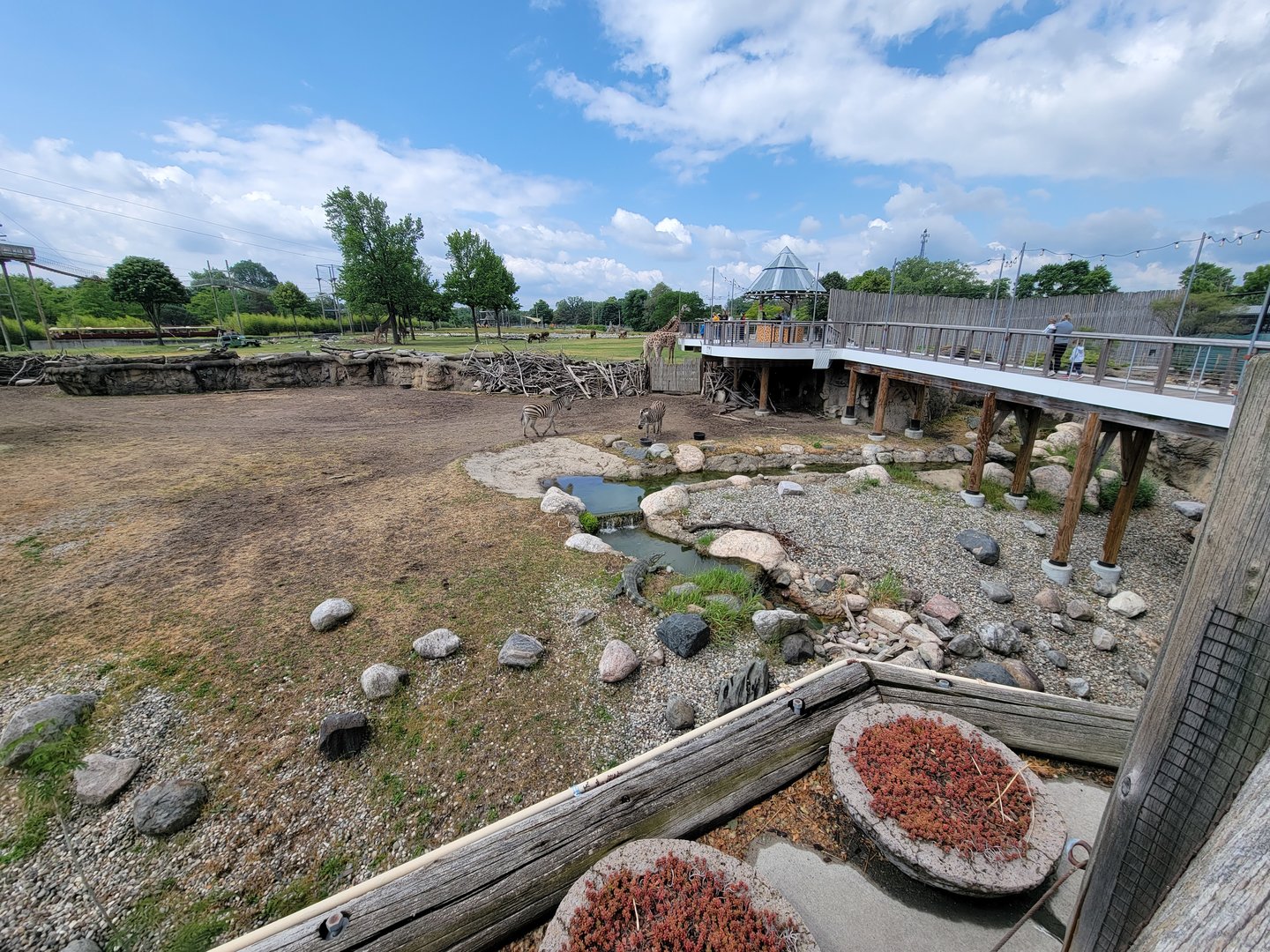 Toledo Zoo, Africa! - Zebras with giraffes in distance (and fake croc)