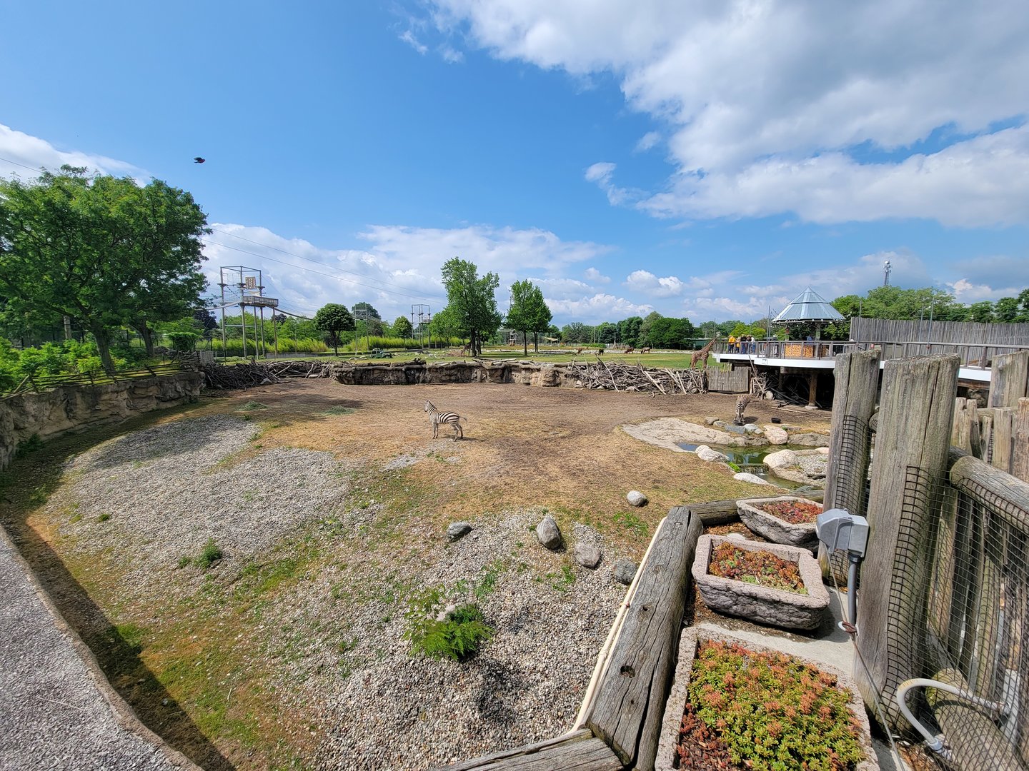 Toledo Zoo, Africa! - Zebras