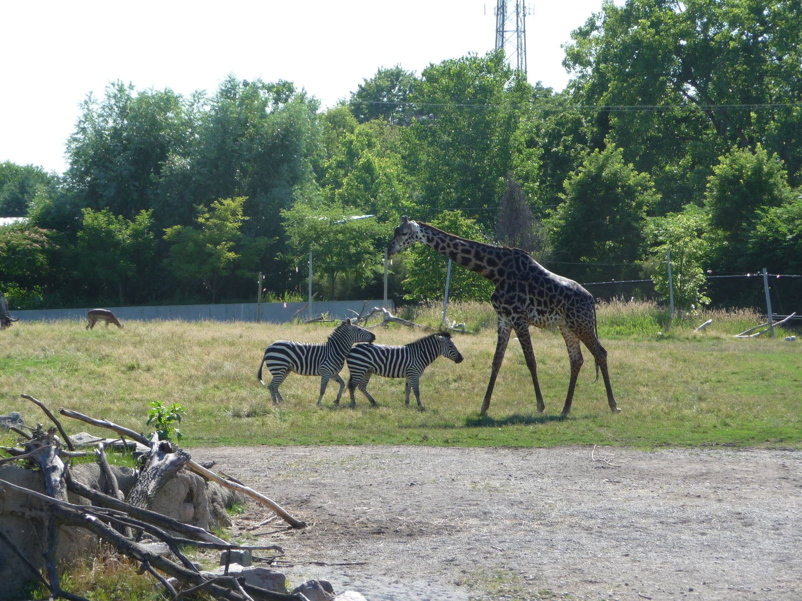 Toledo Zoo - Africa!