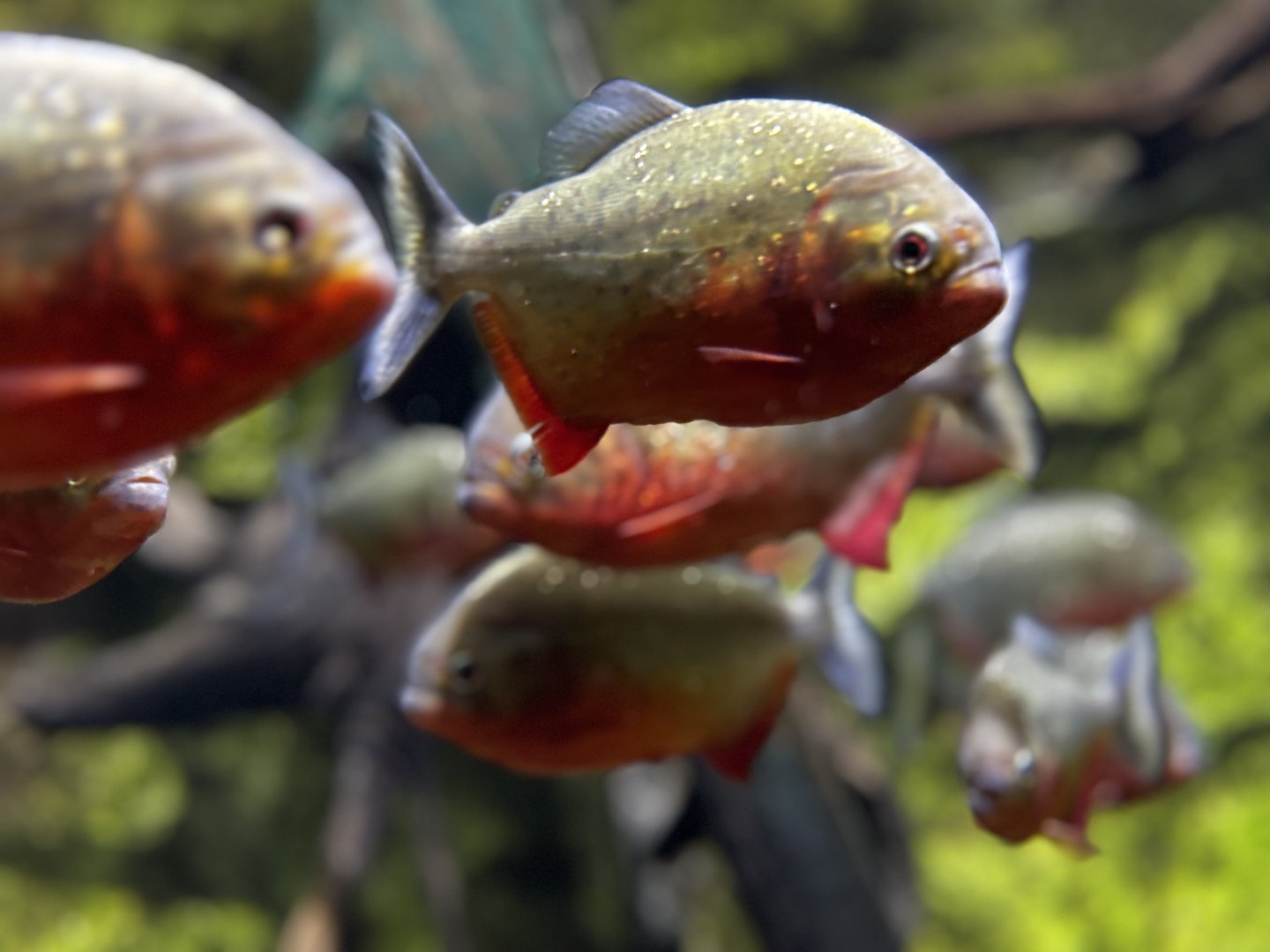 Toledo Zoo - Aquarium - Piranha exhibit