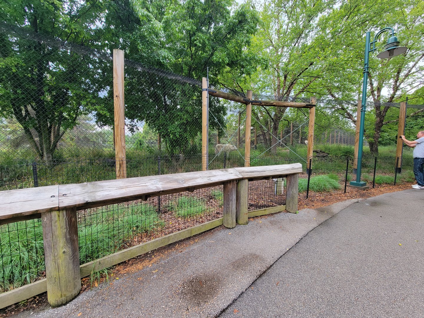 Toledo Zoo, Arctic Encounter - Gray wolves