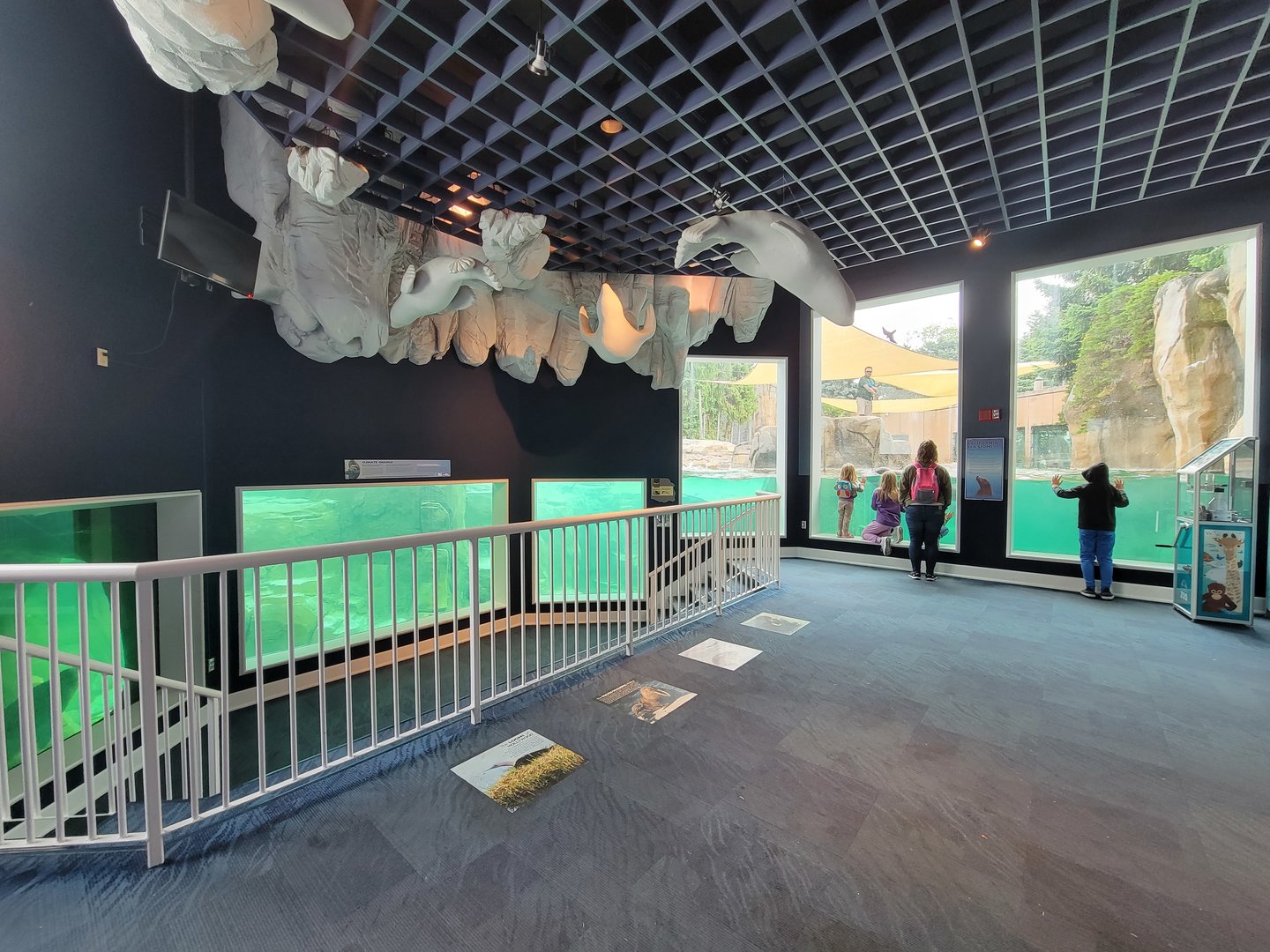 Toledo Zoo, Arctic Encounter - Harbor seal, gray seal, and California sea lions, indoor viewing