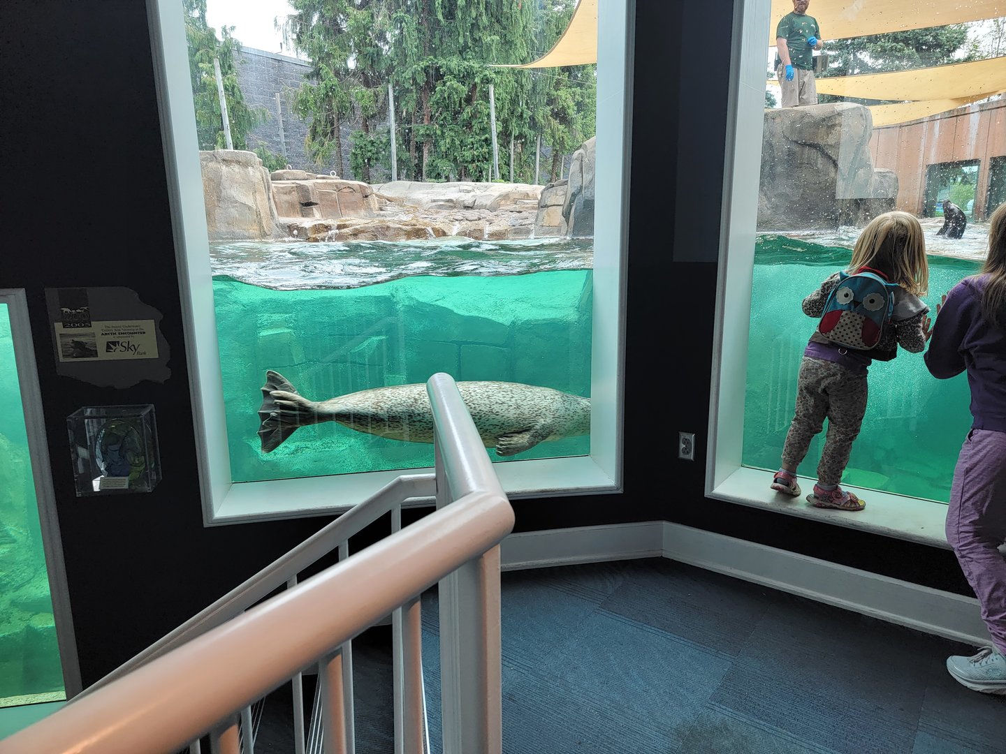 Toledo Zoo, Arctic Encounter - Harbor seal, gray seal, and California sea lions, indoor viewing