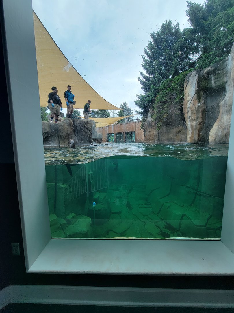 Toledo Zoo, Arctic Encounter - Harbor seal, gray seal, and California sea lions, indoor viewing