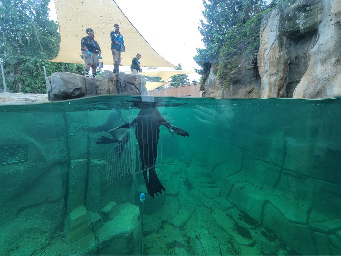 Toledo Zoo, Arctic Encounter - Harbor seal, gray seal, and California sea lions, indoor viewing