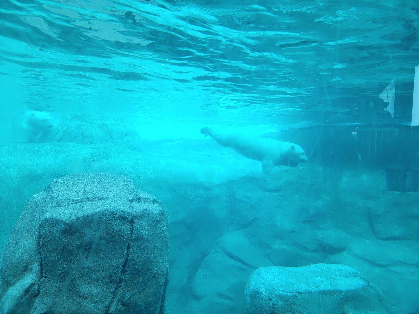 Toledo Zoo, Arctic Encounter - Polar bear cub underwater