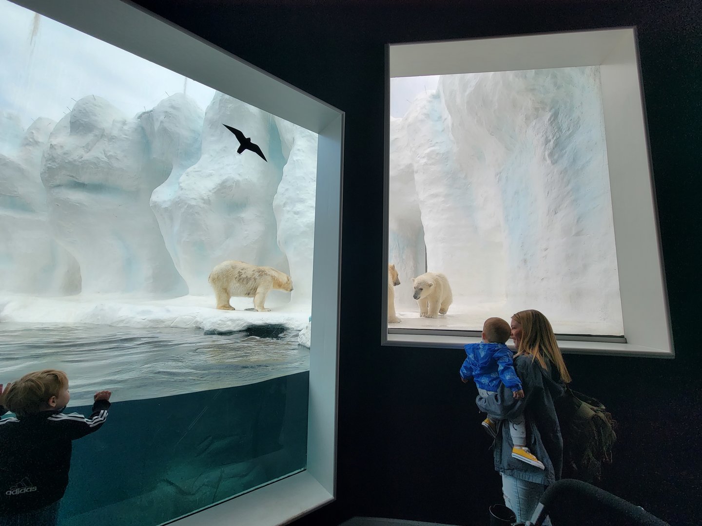 Toledo Zoo, Arctic Encounter - Polar bear cubs and mom