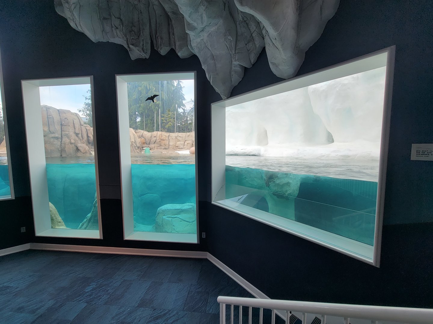 Toledo Zoo, Arctic Encounter - Polar bears