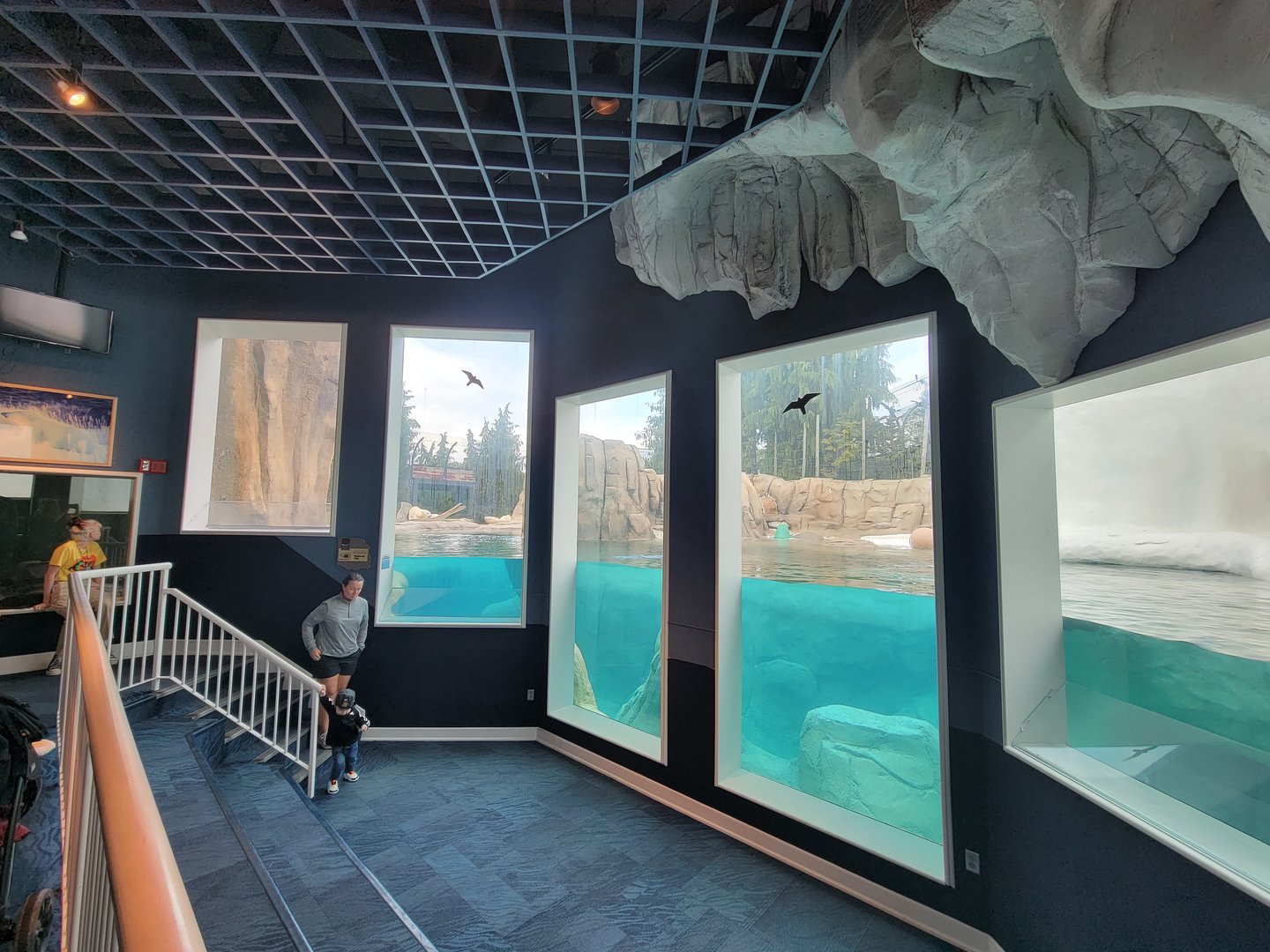 Toledo Zoo, Arctic Encounter - Polar bears