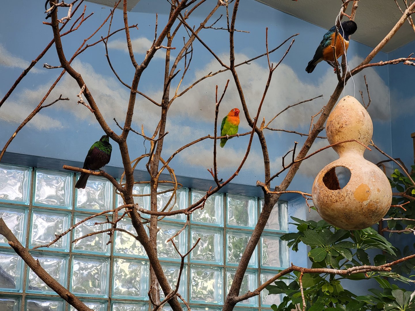 Toledo Zoo, Aviary - Africa, Fischer's lovebird, emerald starling, superb starling