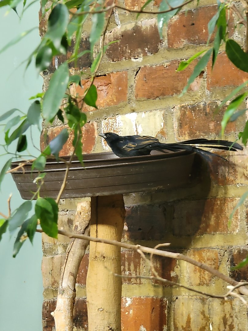 Toledo Zoo, Aviary - Africa, unsigned widowbird