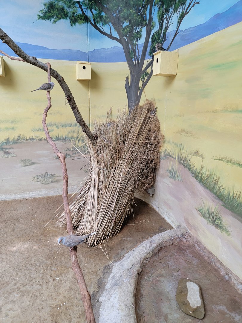 Toledo Zoo, Aviary - Australian Grasslands, diamond dove nests