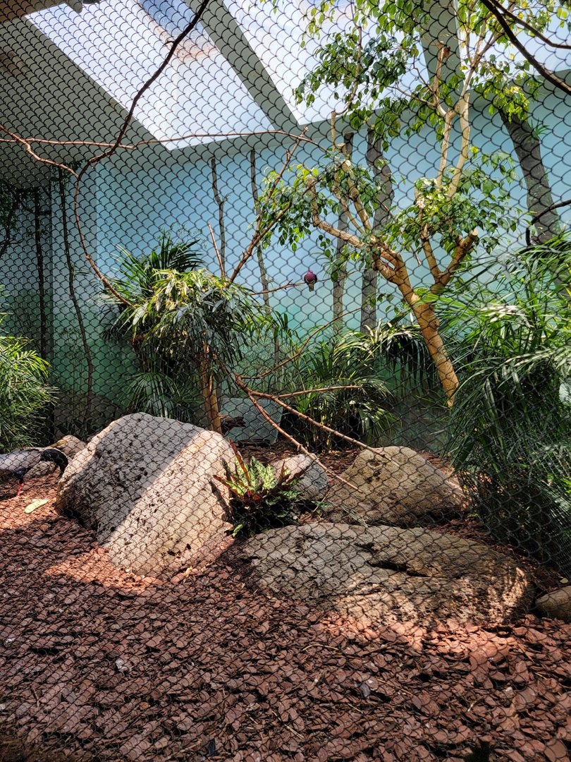 Toledo Zoo, Aviary - Chevrotain exhibit
