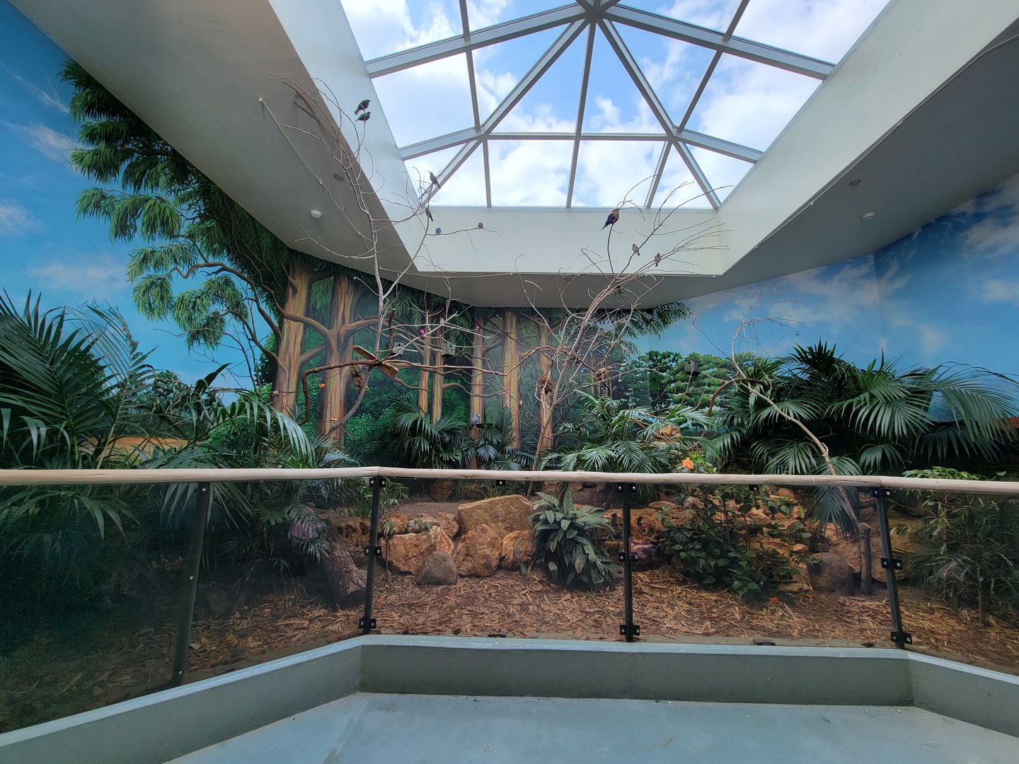 Toledo Zoo, Aviary - Emerald starlings