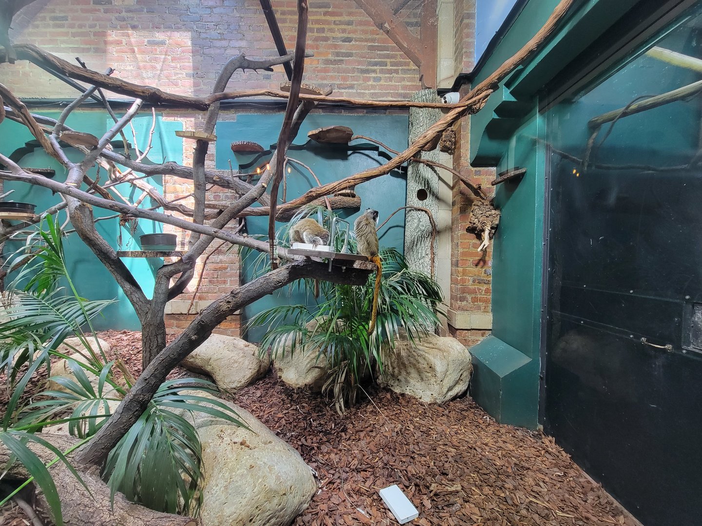 Toledo Zoo, Aviary - Emperor tamarins