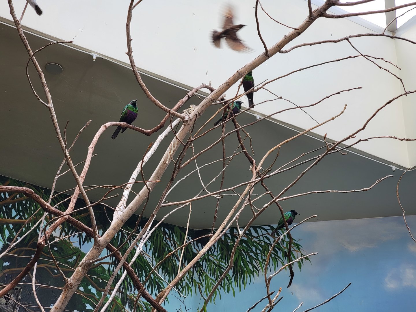Toledo Zoo, Aviary - Kagu aviary