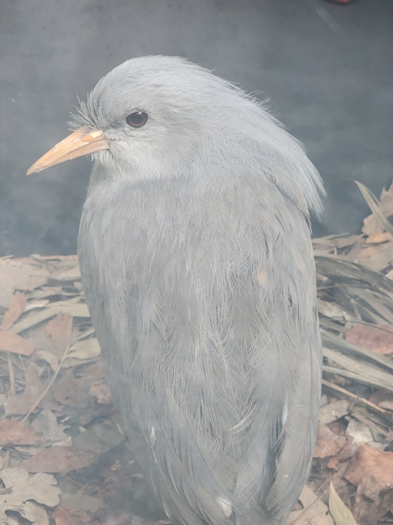 Toledo Zoo, Aviary - Kagu
