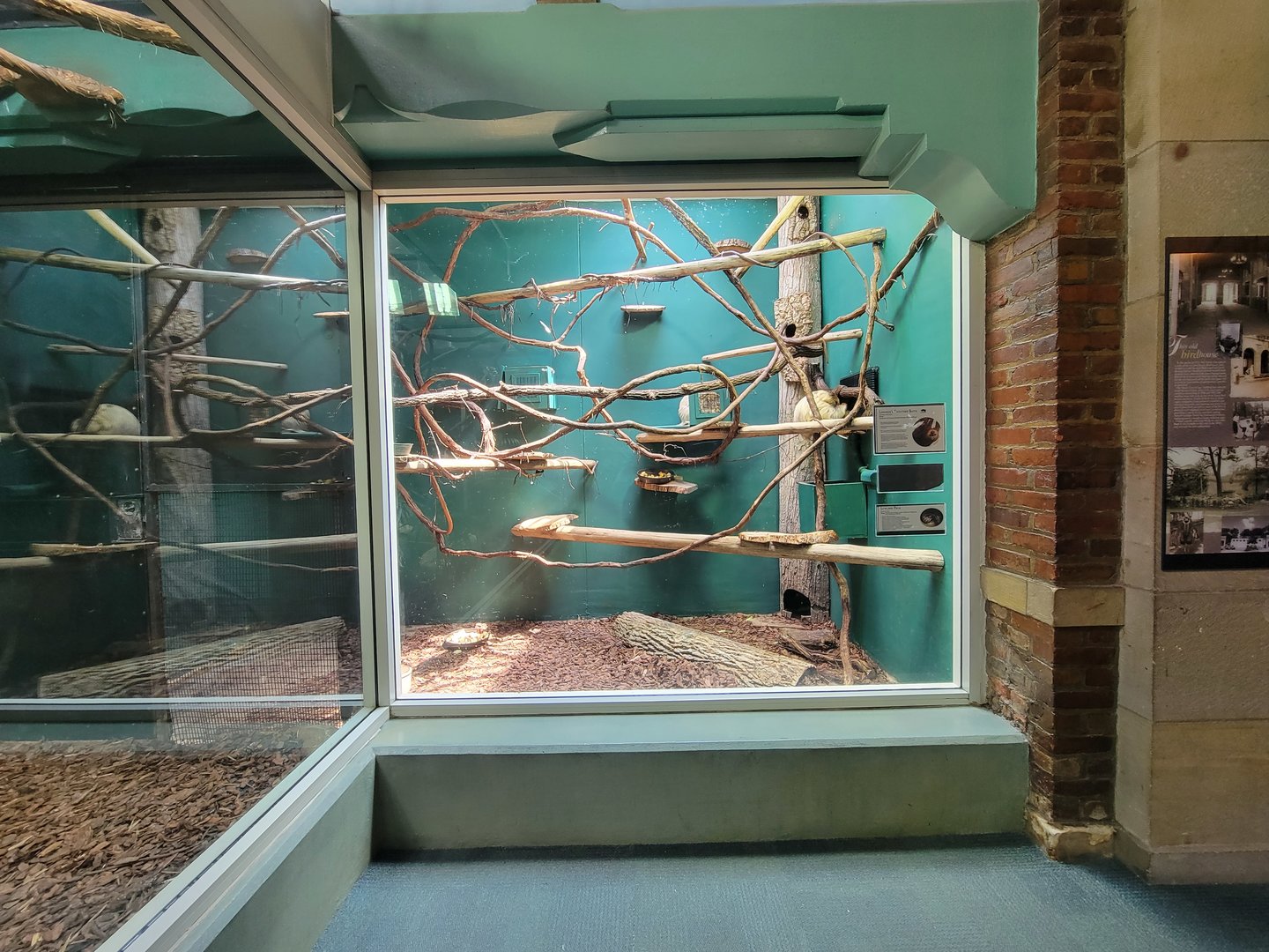 Toledo Zoo, Aviary - Linnaeus's two-toed sloth, lowland paca (unseen)