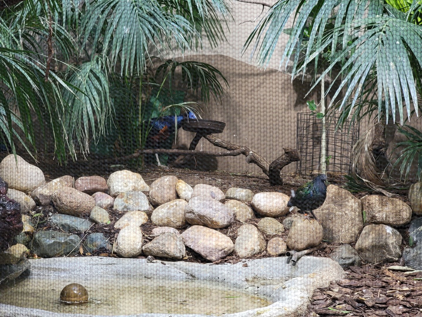 Toledo Zoo, Aviary - New Guinea