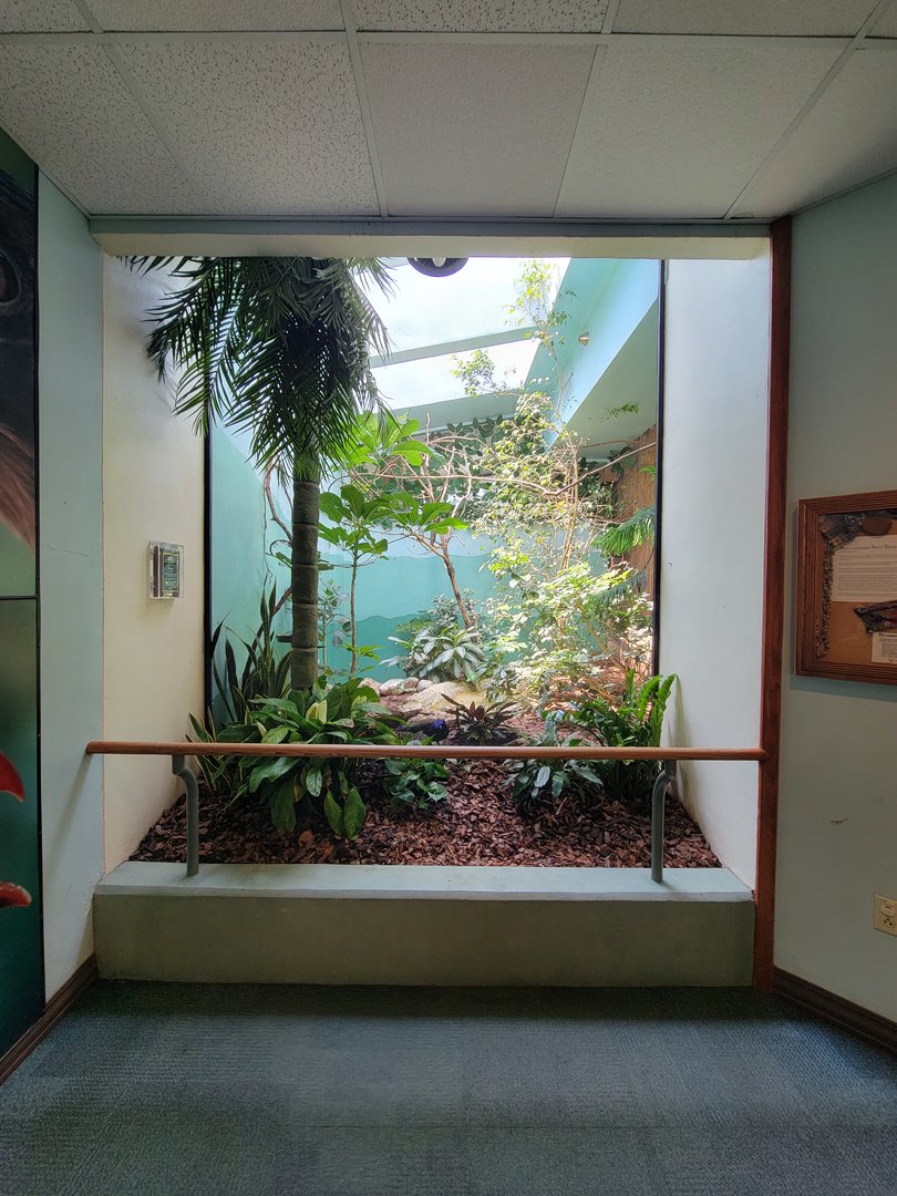 Toledo Zoo, Aviary - Palawan peacock-pheasant, golden white-eye, many-colored fruit dove