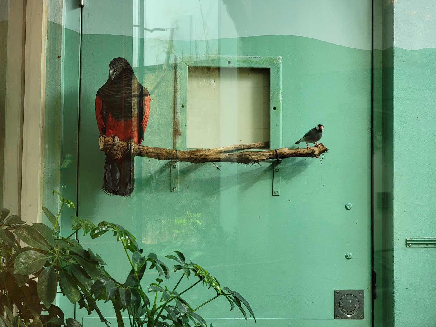 Toledo Zoo, Aviary - Pesquet's parrot and Java sparrow