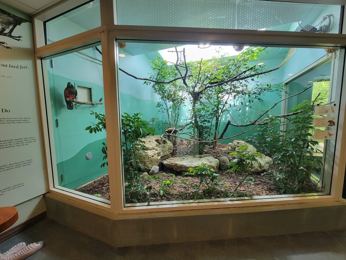 Toledo Zoo, Aviary - Pesquet's parrot, Java sparrow, Luzon bleeding-heart