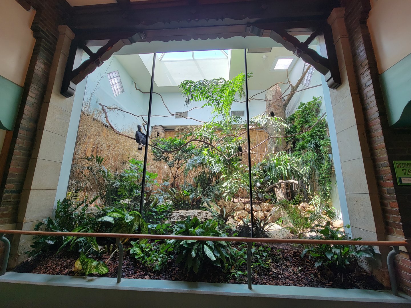 Toledo Zoo, Aviary - Rhinoceros hornbill