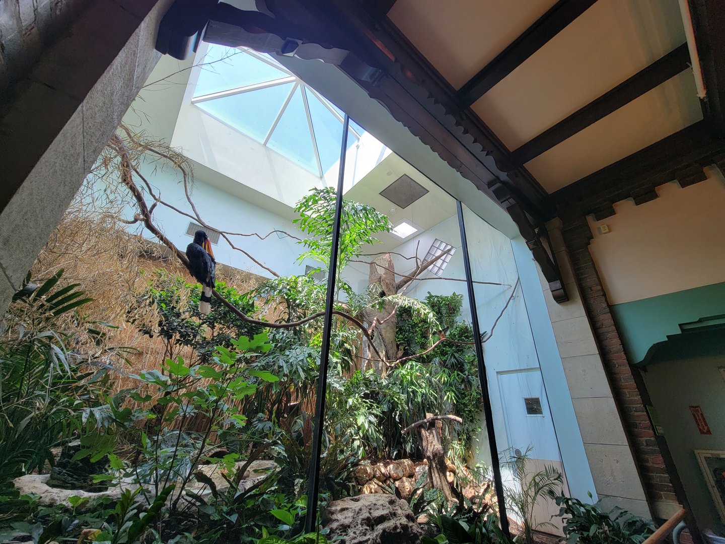 Toledo Zoo, Aviary - Rhinoceros hornbill