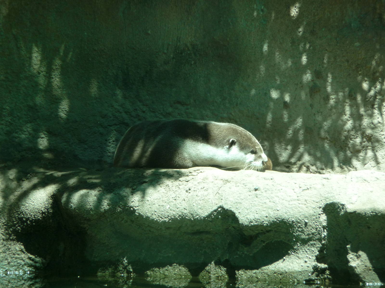Toledo Zoo - Cape clawless otter
