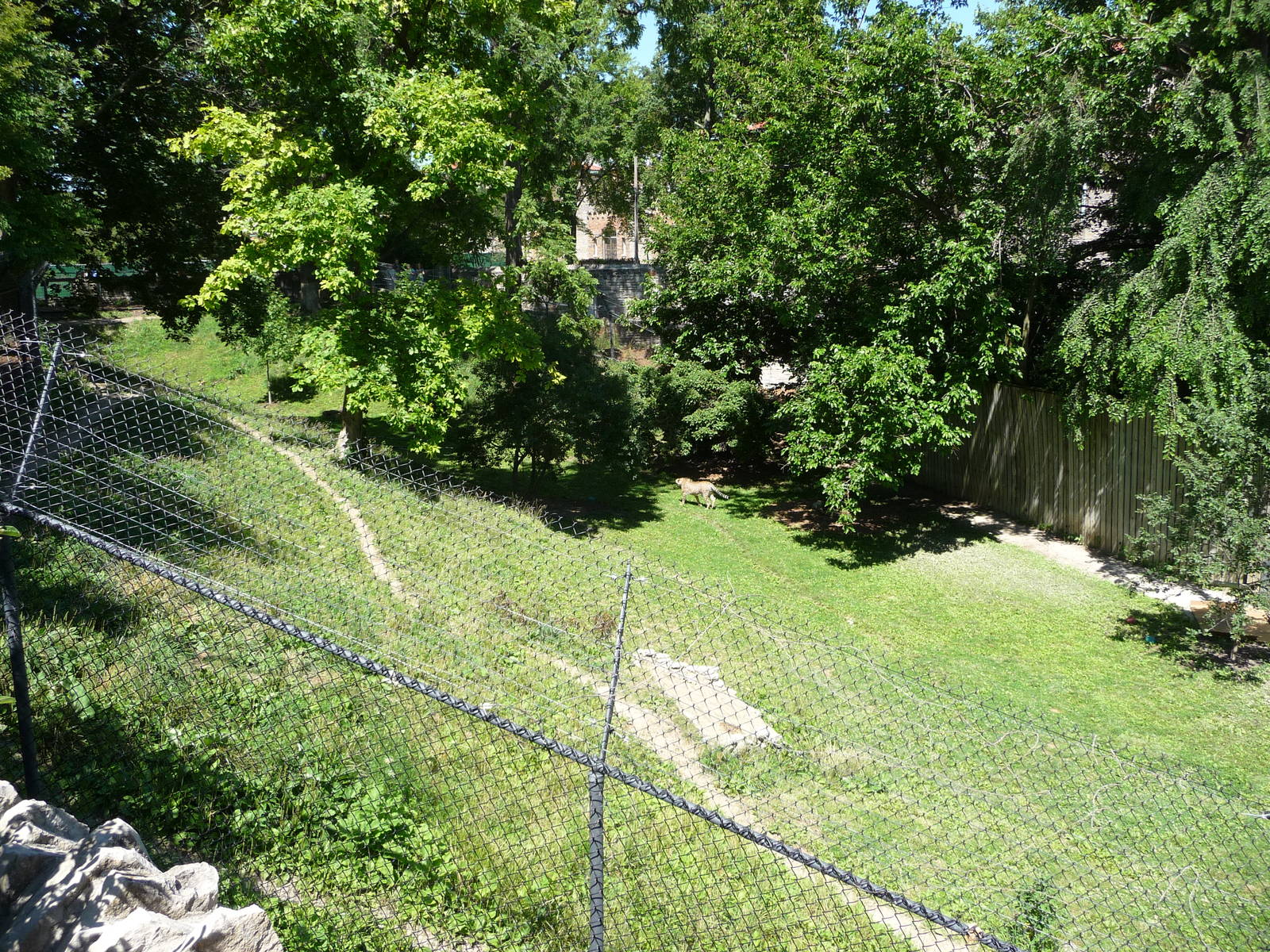 Toledo Zoo - Cheetah Exhibit