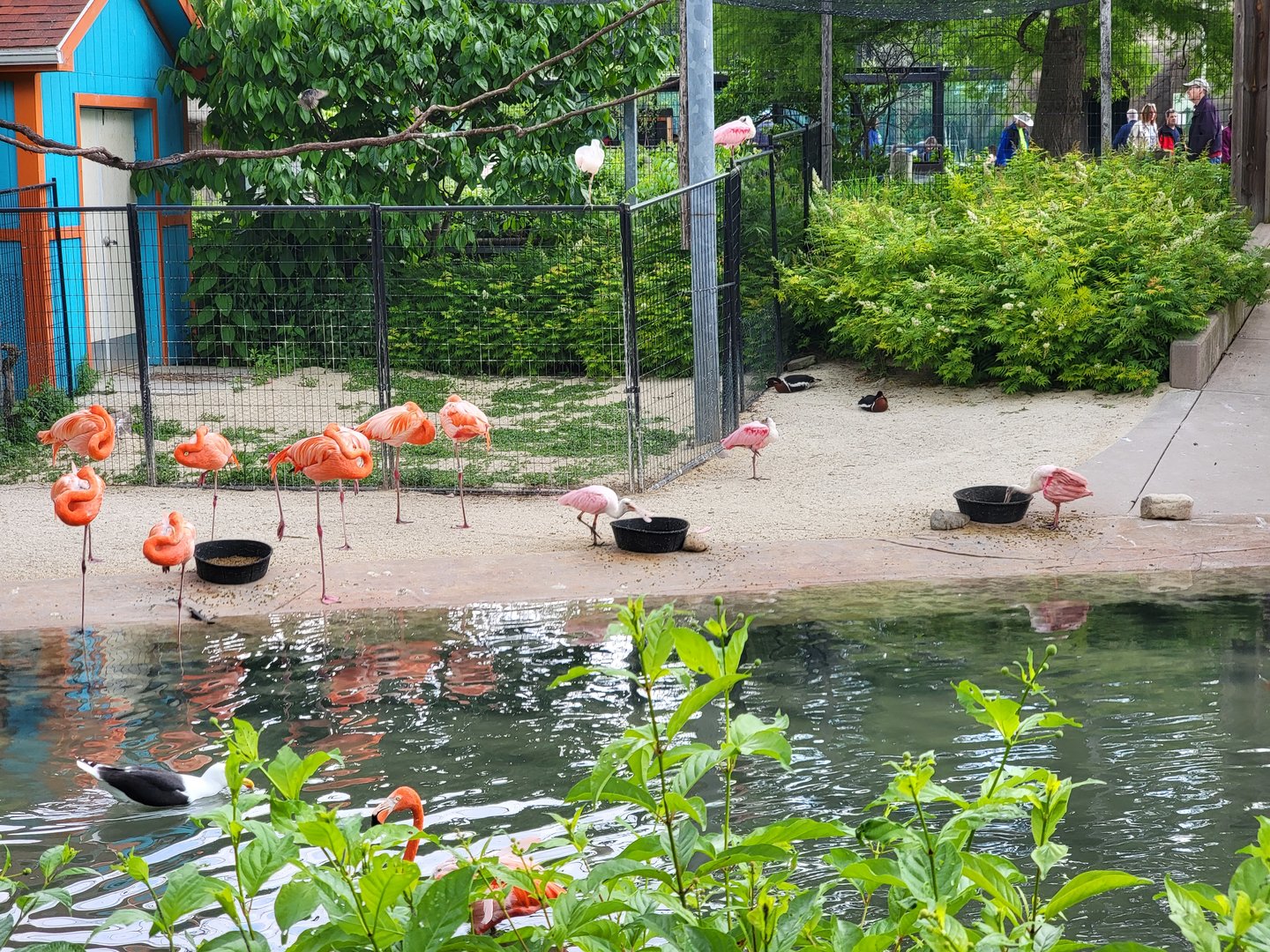 Toledo Zoo - Flamingo Key