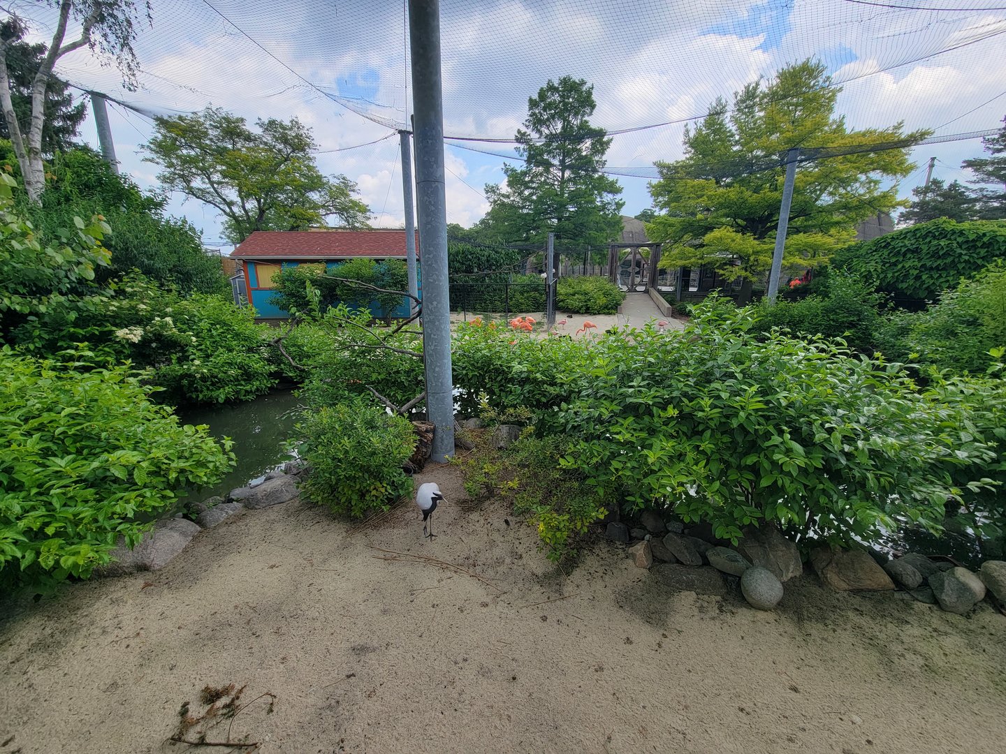 Toledo Zoo - Flamingo Key