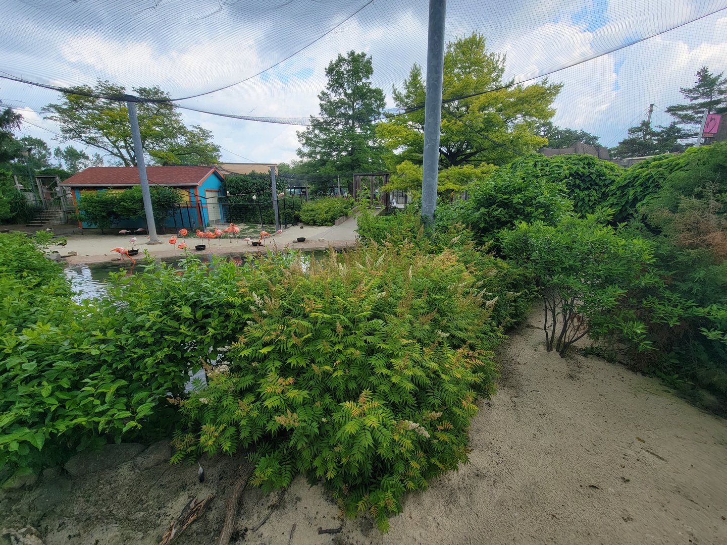 Toledo Zoo - Flamingo Key