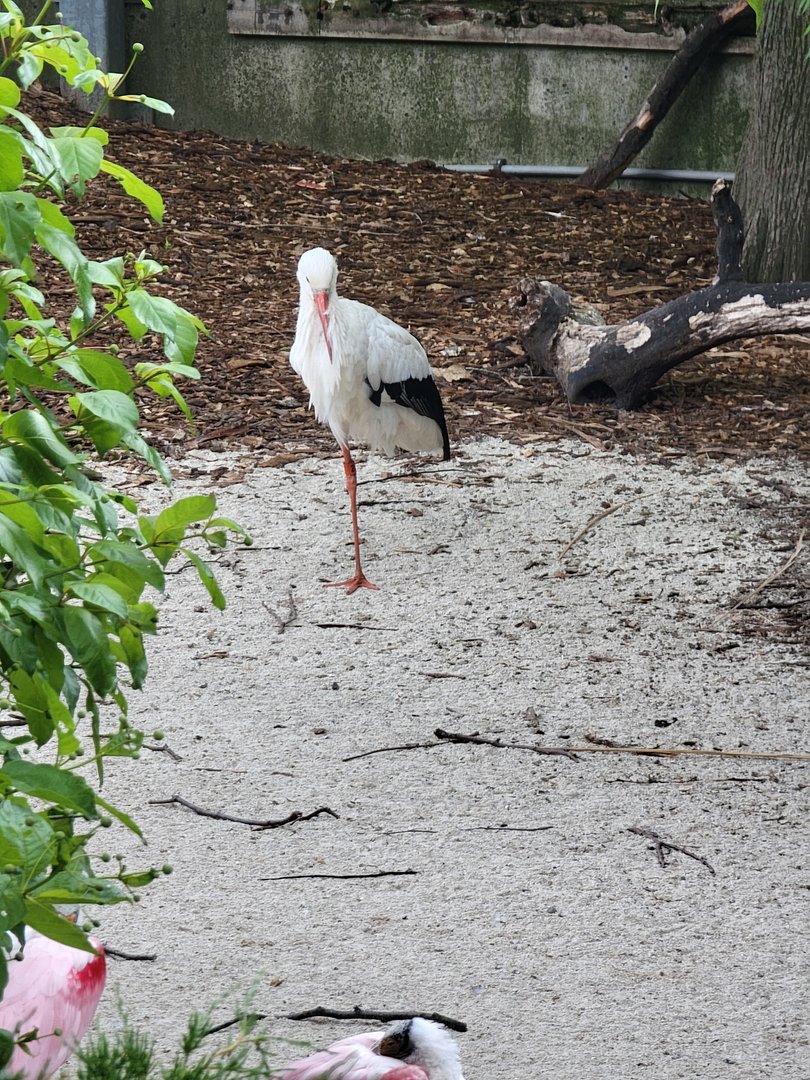 Toledo Zoo - Flamingo Key