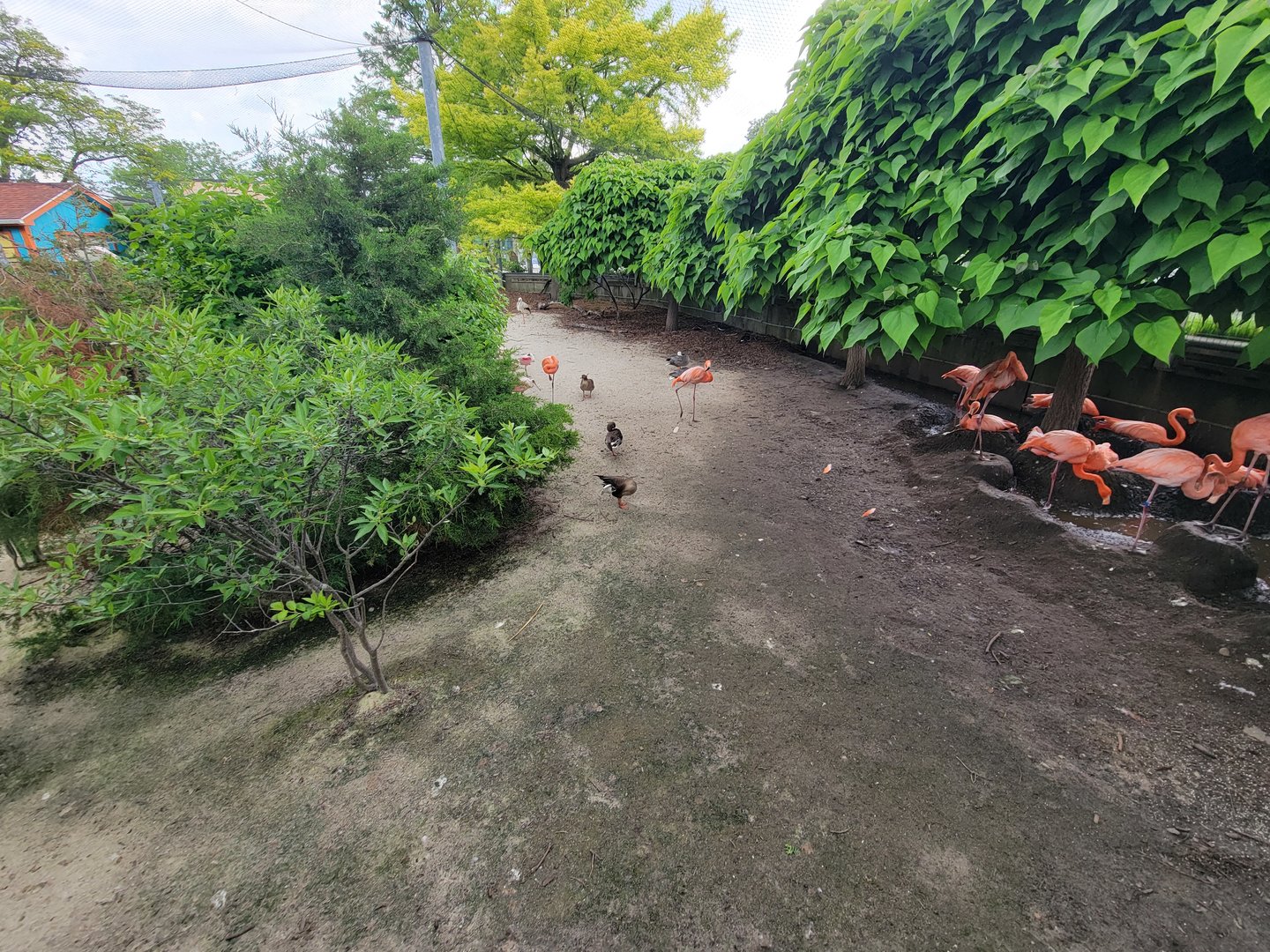 Toledo Zoo - Flamingo Key