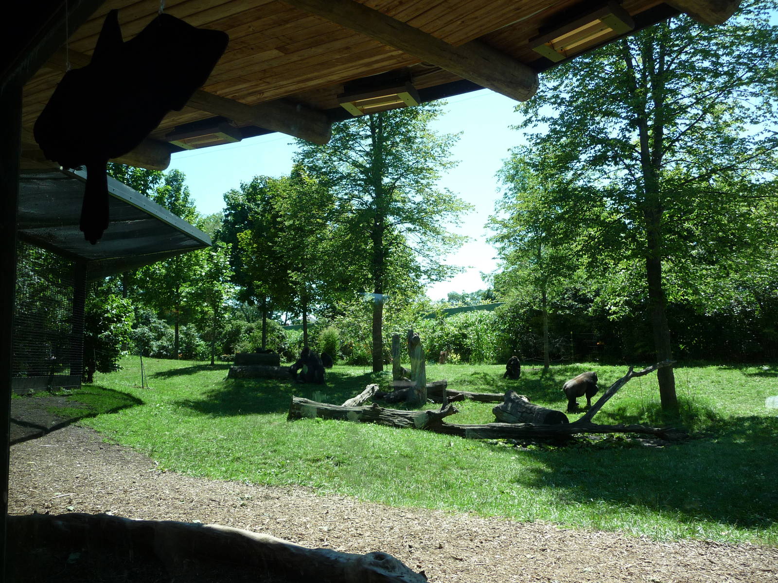 Toledo Zoo - Gorilla Exhibit