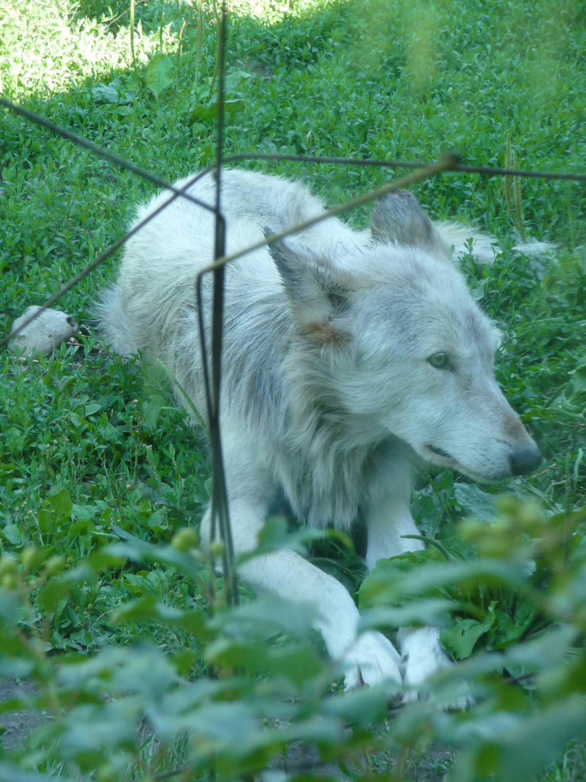 Toledo Zoo - Gray Wolf